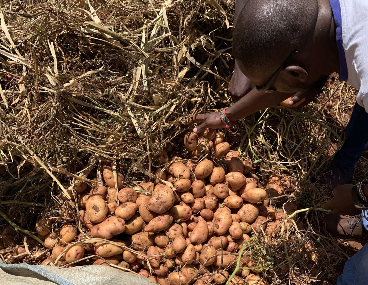 Man with potatoes a field